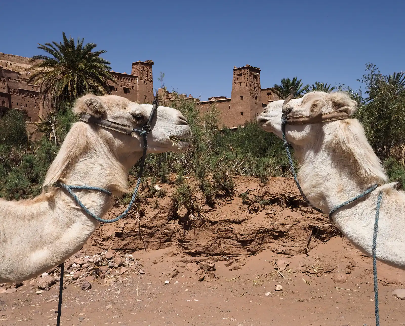 Due dromedari uno di fronte all'altro davanti alle case in terra cruda dello ksar di Ait Ben Haddou
