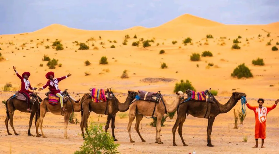 Cammelli sellati in fila, pronti per il giro, con le dune alle spalle