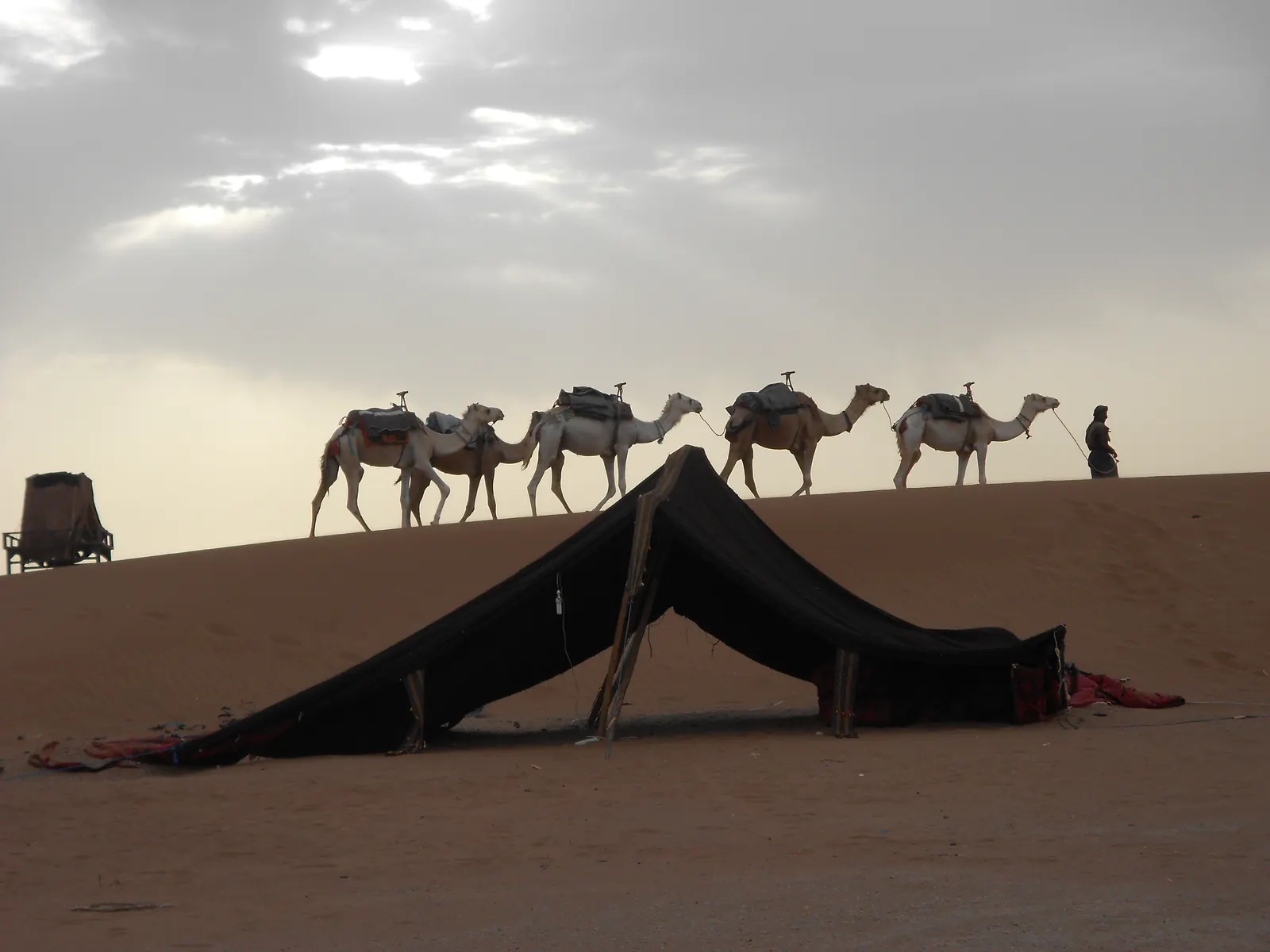 Una tenda nera sulla sabbia e una fila di dromedari con la guida in cima a una duna dell'Erg Chigaga
