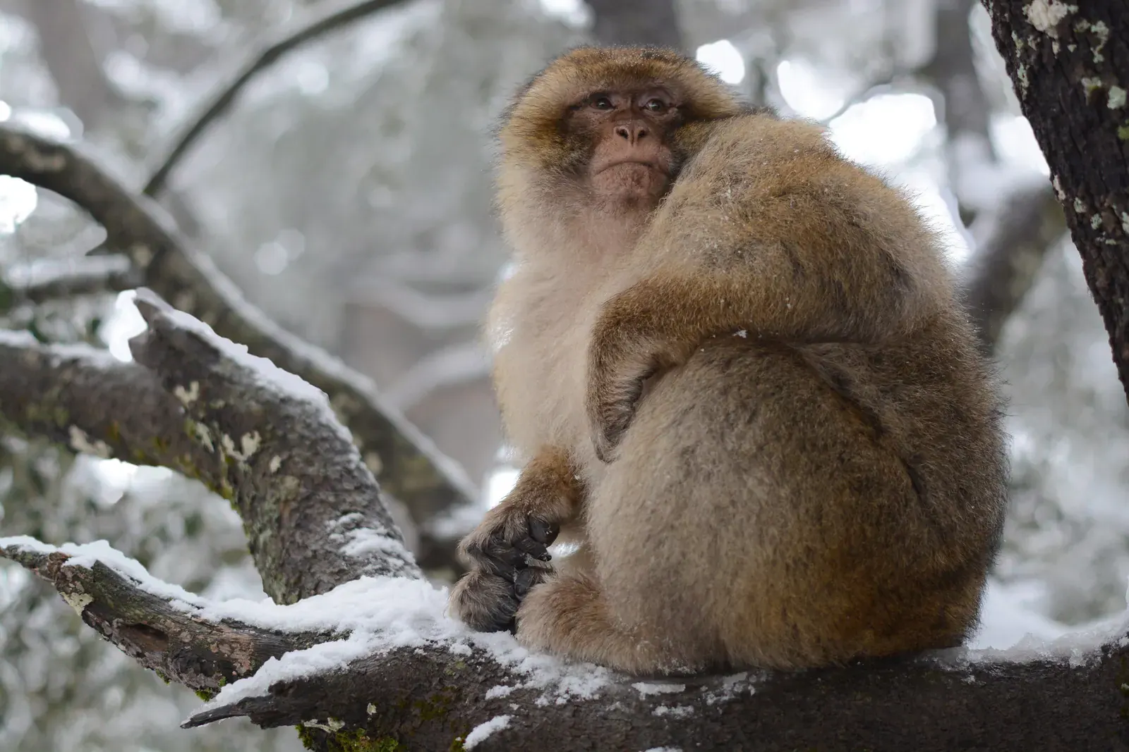 Bertuccia su un ramo innevato nella foresta di cedri di Azrou, Medio Atlante