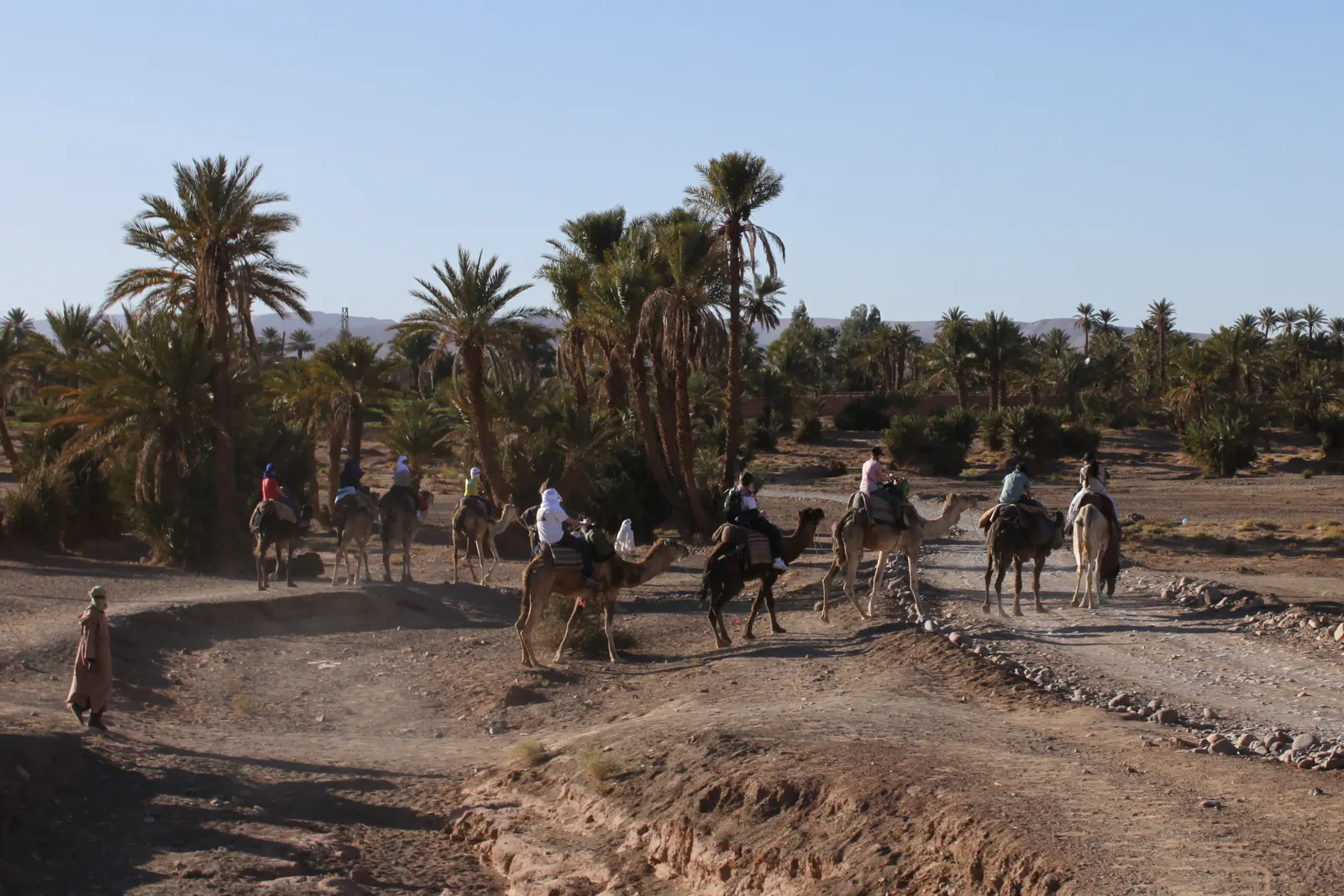Viaggiatori in dromedario lungo una pista tra le palme di Zagora