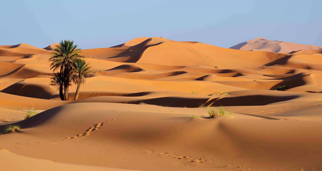 oasis Merzouga