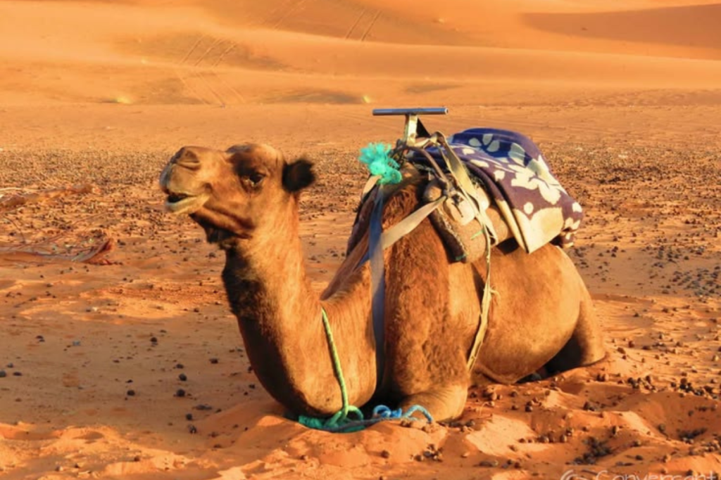 Tour de 3 Días de Fez a Merzouga
