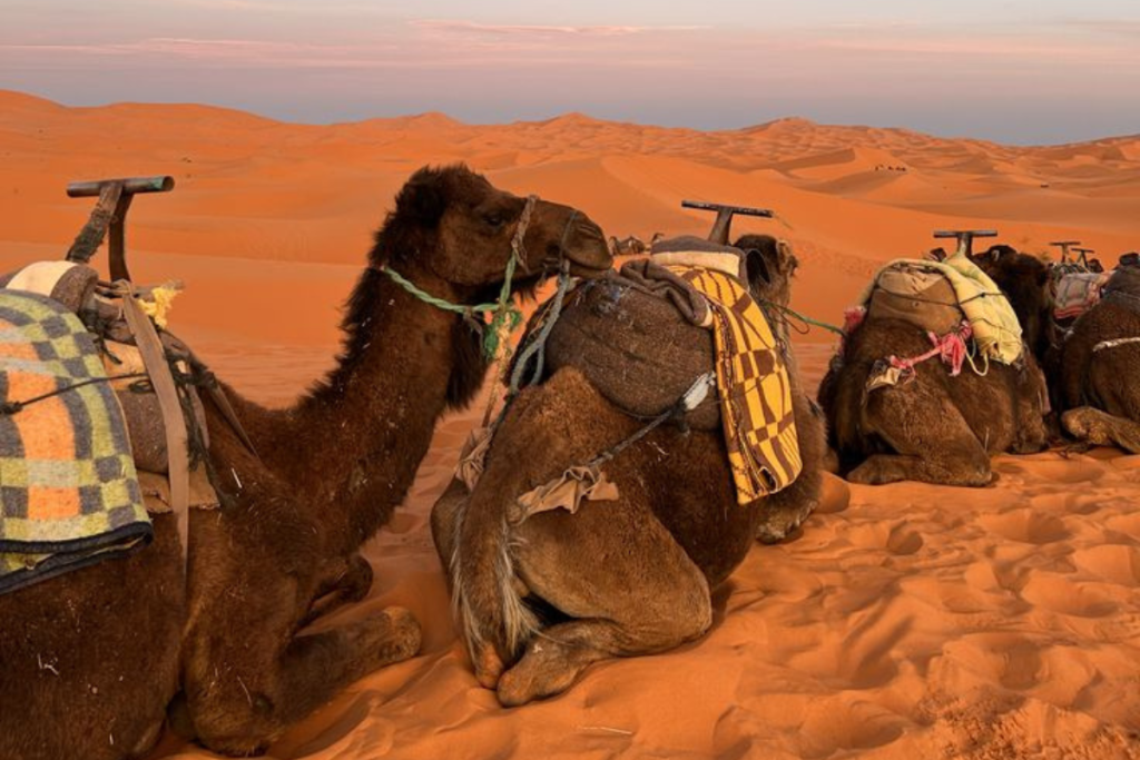 Excursión de 3 días al desierto desde Marrakech